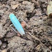 このごろ目についた虫あれこれ　　その１