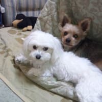 冬だけ仲良し