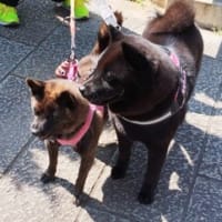 お散歩日和