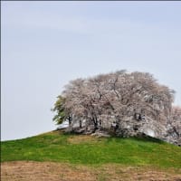 「七輿山古墳」と「白石稲荷山古墳」で 咲く桜
