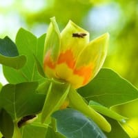 里山公園の季節の花