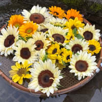 開成町の綺麗な紫陽花②