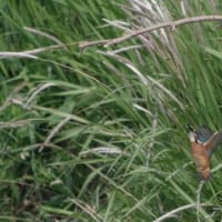 於大公園 ： 野鳥 ・ 翡翠 ・ カワセミ・・・フリー素材ブログ　カワセミ