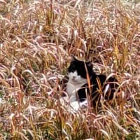 私の独り言・・猫編２０２４．０２２２～
