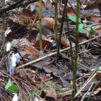 ヒトツボクロに蕾