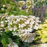 紫陽花の季節