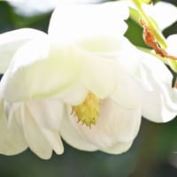 オオヤマレンゲ咲く植物園