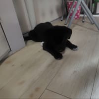 カリンちゃん🐶