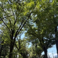 久しぶりのお出かけ