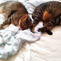 チマの日