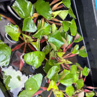 トラパ　ナタンス(ヨウビシ)入荷しました