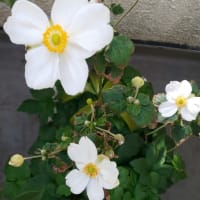 　６０年ぶりの子育て？