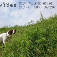 鳥猟犬の訓練についての薀蓄！