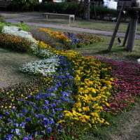 ●石川県立図書館（ビブリオバウム）　庭園の花　ノースポール　パンジー