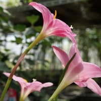 夏の花：ゼフィランサス・カリナタ②