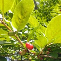 困ったときは植物園へ