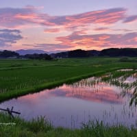 青田と朝焼け空