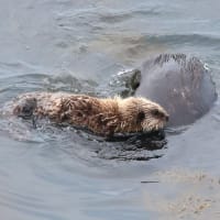 大きく育った・・