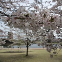 富山一泊二日の旅③　富岩運河環水公園の桜