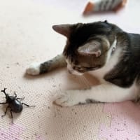 かぶと虫