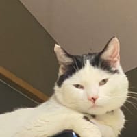 悪戦苦闘ふたたび