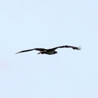 06/20探鳥記録写真：狩尾岬の鳥たち（クロサギの飛翔、ミサゴの飛翔、アオサギの飛翔、）