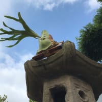珍奇植物部　ビカクシダ