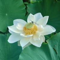 曹源寺～2025年7月8日