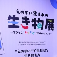 ナミダカサゴに会いに行こう！