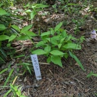 「牧野記念公園」