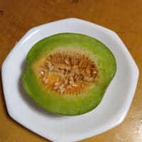 プリンスメロンの収穫