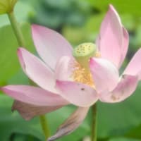 花の植物園