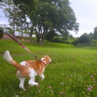 今日のおさんぽ。