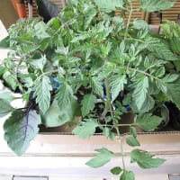 【隠居の朝の一言　野菜の苗を買いました　05/05】