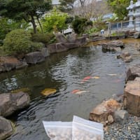 春の園芸作業とSHIMANO24フリーゲン35極細と花見!!