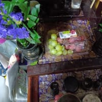 本日は駒川花市場へ仏花を買いに。ついでに出窓ガーデン用に８０円の花鉢。セッツなんとかという花鉢を。
