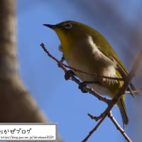野鳥撮影パート4