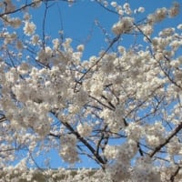青空とさくら