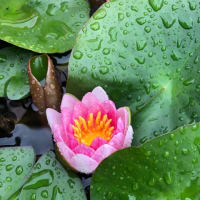 庭の花