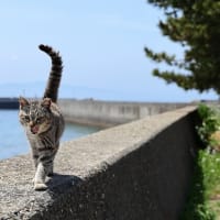 九州F島の猫たち　2025年4月　その7