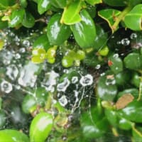 雨粒のはなし