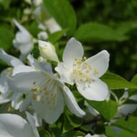 バイカウツギ　梅花空木　ユキノシタ科　梅の花にも似た白い花です。今日の野鳥：シマアジ