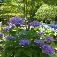梅雨の花、紫陽花と夏の花、ベゴニアと夏の果物と愛ちゃん♪