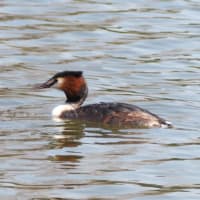 水元公園でホンセイインコ、カンムリカイツブリ、カイツブリ、メンフクロウを見てきました（2025年3月22日）