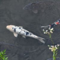 多摩川の夏へ