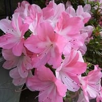 季節の花「皐月 （さつき）」