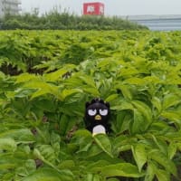 オレ様のグルコマンナンの素…