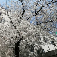 病院跡の桜の木に花が咲きました
