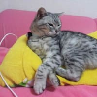 ★新宿ねこカフェ★