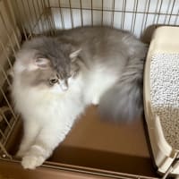 ネコトイレ前でくつろぐプル